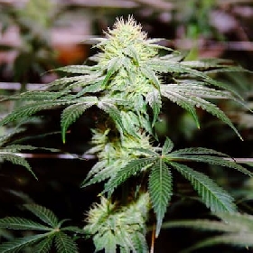 Snowberry Zushi > Elev8 Seeds